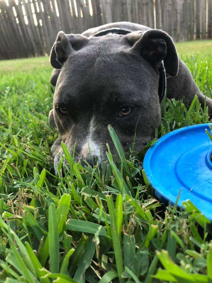 dog