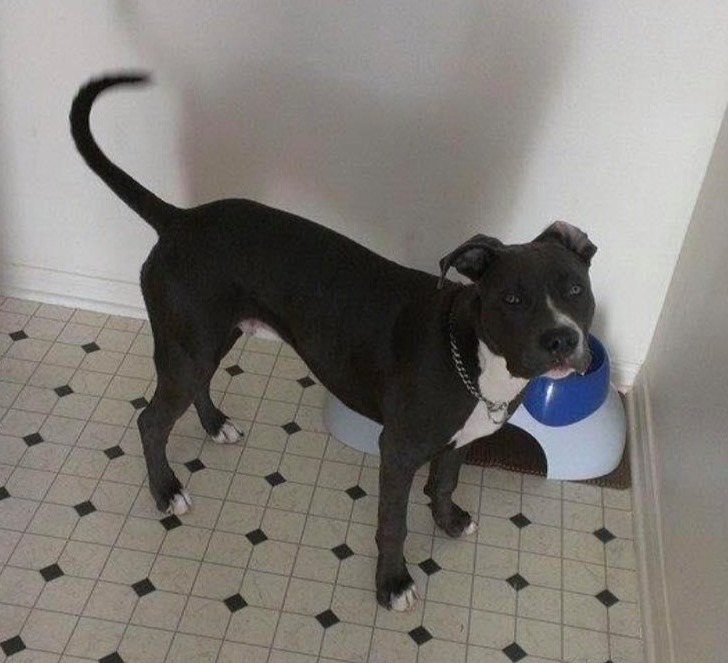dog